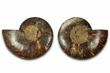 Cut & Polished, Agatized Ammonite Fossil - Madagascar #318100-1